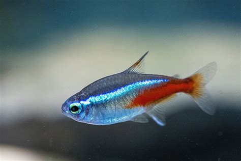 飼料魚是什麼魚|養魚新手入門：12個教學讓你養魚一次上手（新手必讀）